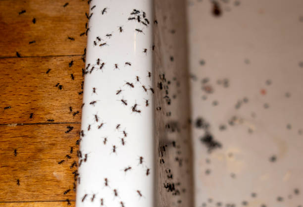 Best Termite Control Services  in Walkersville, MD