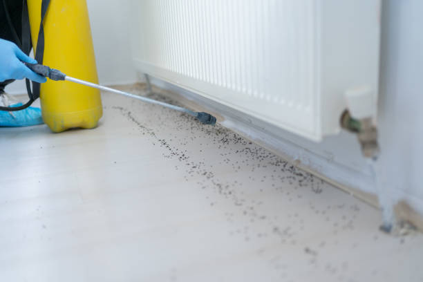 Best Ant Control Services  in Walkersville, MD
