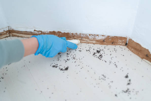 Best Emergency Pest Control  in Walkersville, MD